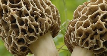 Light Brown Morel Mushroom Morchella esculenta for planting in home garden